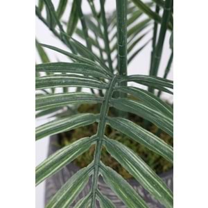 KÜÇÜK ARECA