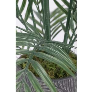 KÜÇÜK ARECA