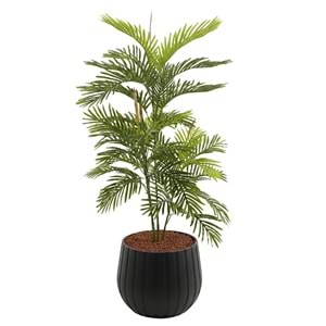150 CM ARECA