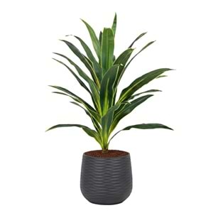 100 CM YUCCA