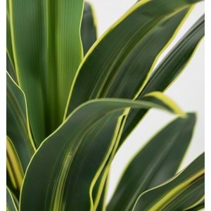100 CM YUCCA