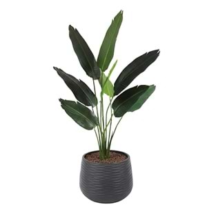 120 CM STARLİTZİA