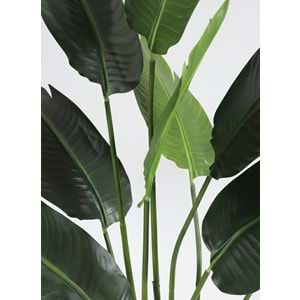 120 CM STARLİTZİA