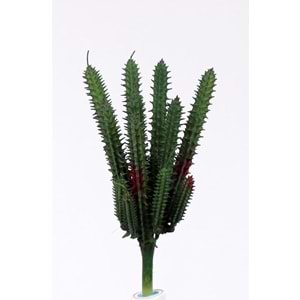 İNCE MİNİ SUCCULENT