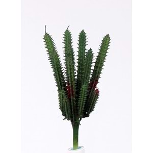 İNCE MİNİ SUCCULENT