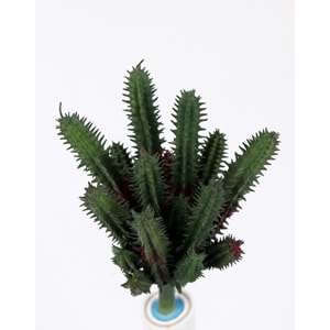 İNCE MİNİ SUCCULENT