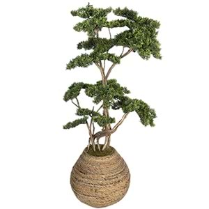 170 CM SAKSILI BONSAI AĞAÇ