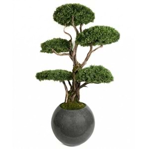180 CM SAKSILI 5 KAFA BONSAI