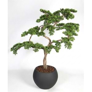 110 CM SAKSILI BONSAI