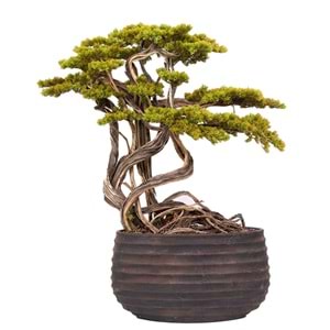 130 CM SAKSILI BONSAI