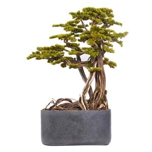 190 CM SAKSILI BONSAI