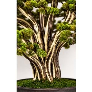 BONSAI HAYAT AĞACI H:210 CM