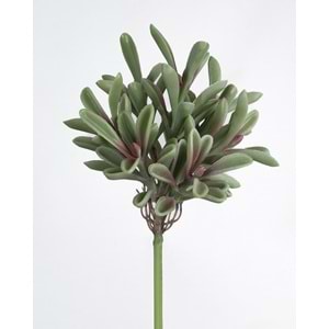 17 CM A.Y. SUCCULENT