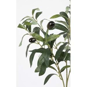 50 CM ZEYTİN DALI