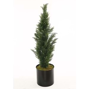 UV 120 CM CEDAR TREE