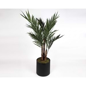 UV 213 CM KENTIA