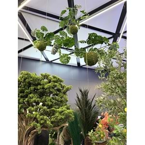 140 CM UÇAN MONSTERA