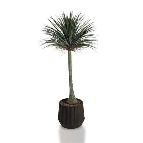 180 CM YUCCA