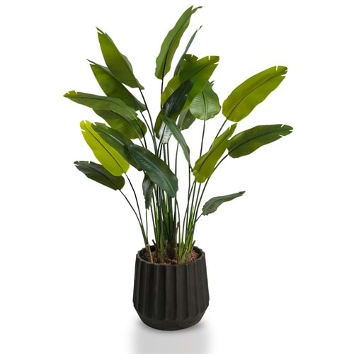 180 CM STARLICE NICOLAI