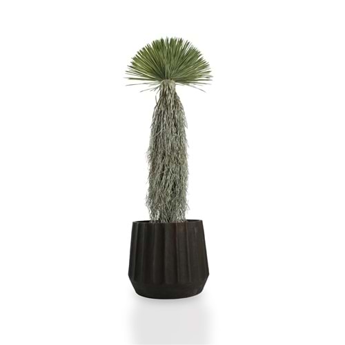 150 CM DRACAENA BALL TREE