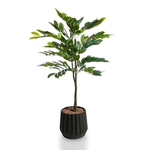 150 CM KAHVE AĞACI
