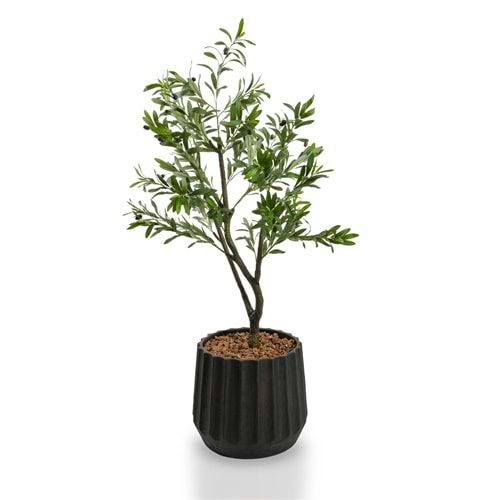 120 CM ZEYTİN AĞACI
