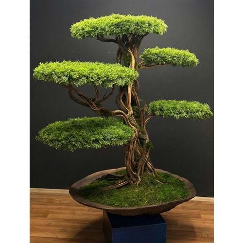 100*160*180 CM SAKSILI BONSAI
