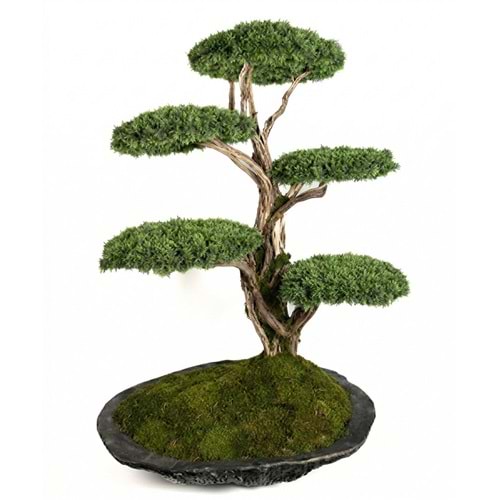 100*160*200 CM SAKSILI BONSAI