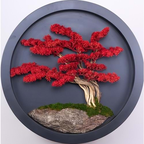 90 CM BONSAI PANO