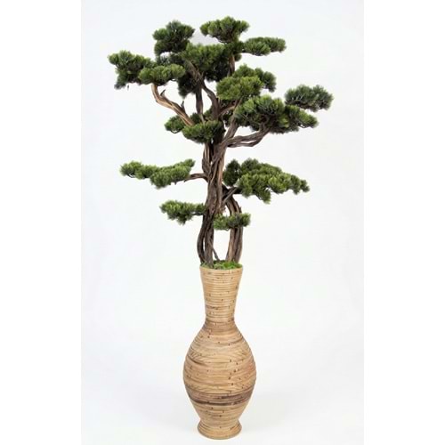150 CM SAKSILI BONSAI