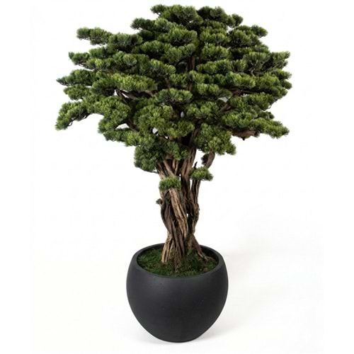 SAKSILI BONSAI