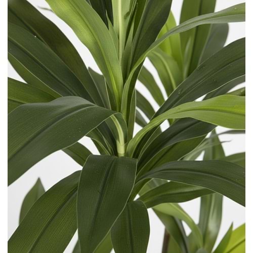 150 CM DRACENA