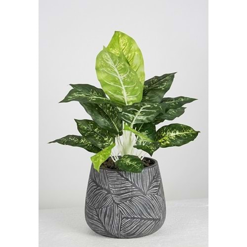 50 CM DIFFENBAHIA