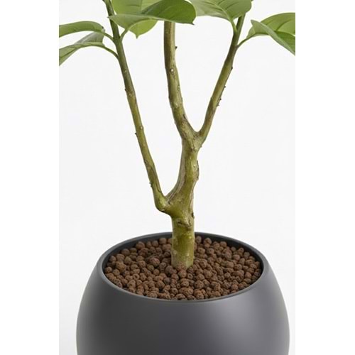 OAK TREE