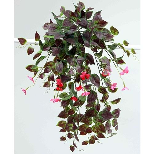 75 CM CAM GÜZELİ SARMAŞIK