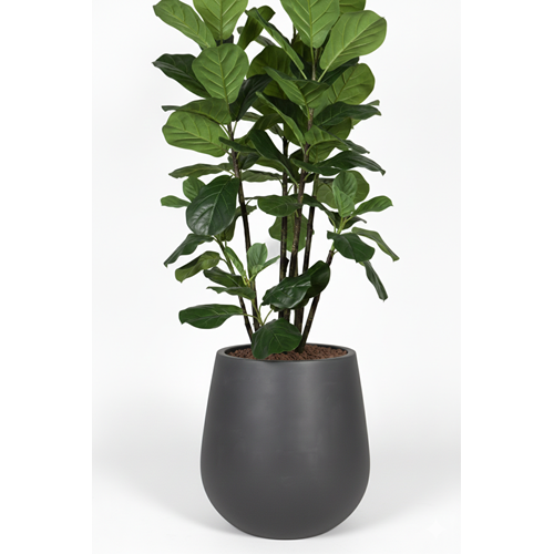 180 CM FICUS LYRATA