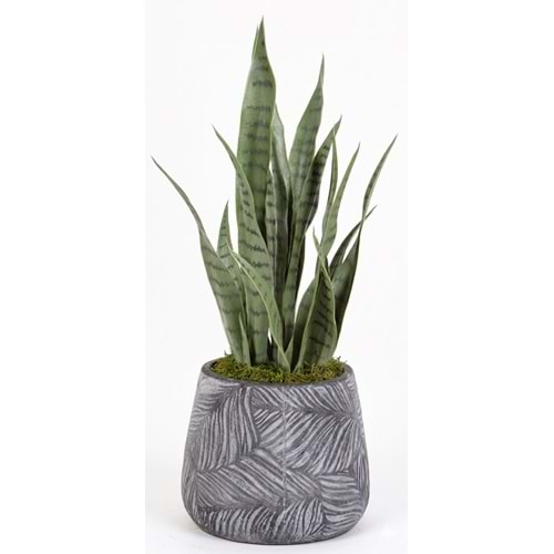 65 CM SANSEVERIA