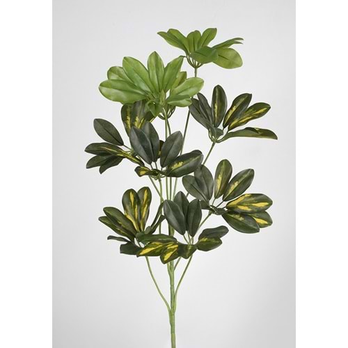 55 CM SCHFLERA