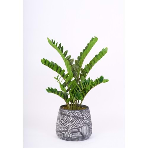 90 CM ZAMIA