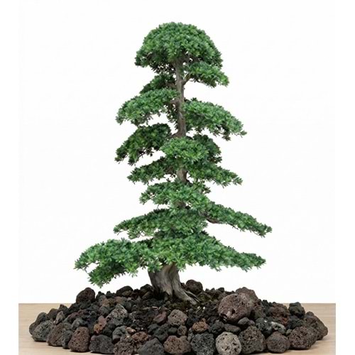 250 CM BONSAI