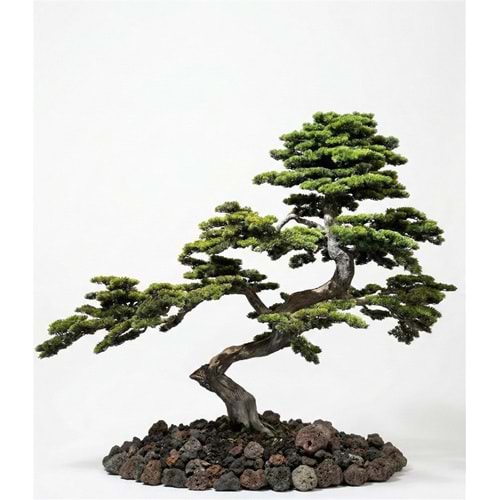 220 CM BONSAI