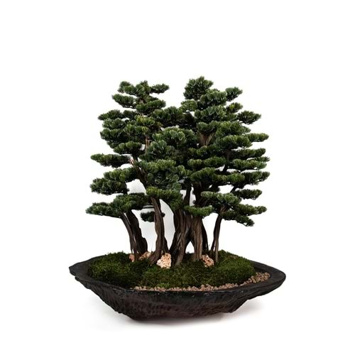 130 CM SAKSILI AĞAÇ BONSAI