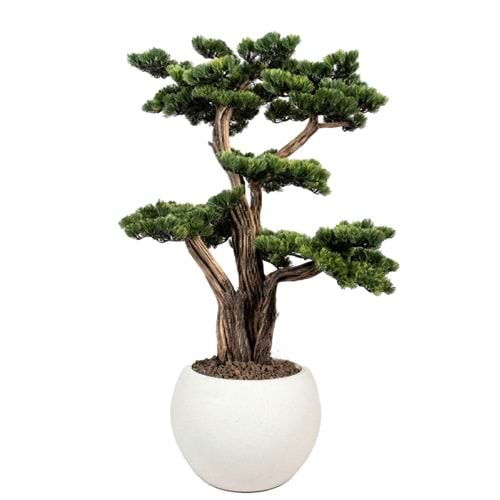120 CM SAKSILI AĞAÇ BONSAI