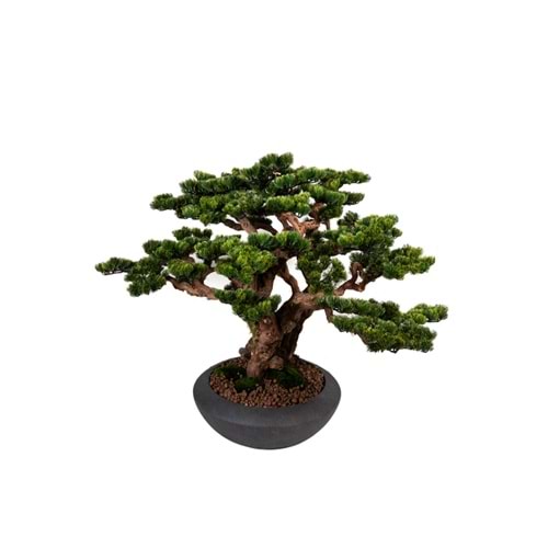 100 CM SAKSILI AĞAÇ BONSAI