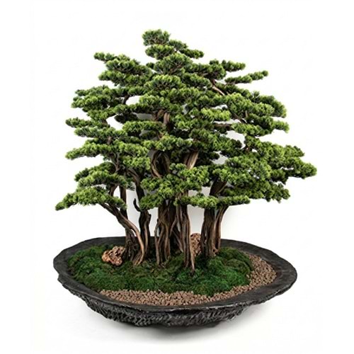 BONSAI AĞAÇ 120*125