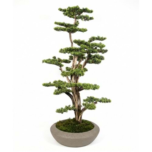 BONSAI 100*120 CM