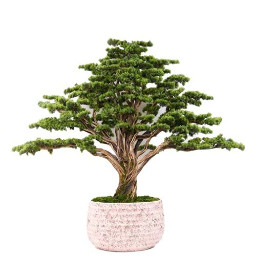 BONSAI HAYAT AĞACI 170*185