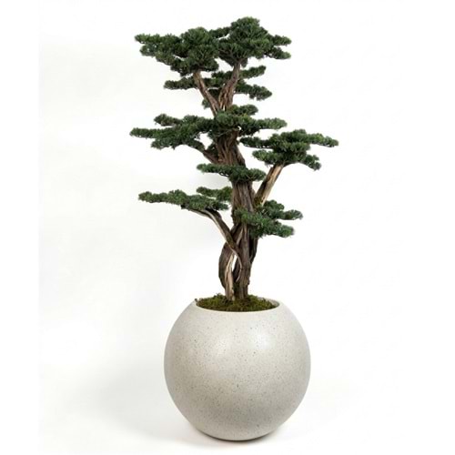 170 CM SAKSILI BONSAI AĞAÇ