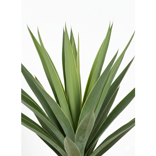 118 CM AGAVE