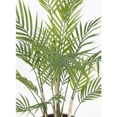 150 CM AREKA